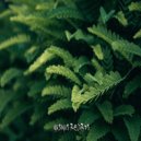 Nacim Ladj - Remedy
