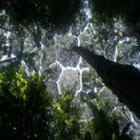 Vada - TreeHunter