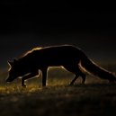 AlisianFox - fucking trip ()