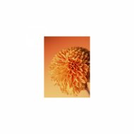 Mindfulness Healing BGM Project - Light & Rhythm