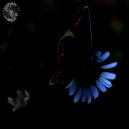 Bode V - Planet Of Birds (Original Mix)