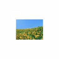 Mindfulness Healing BGM Project - Amaryllis and Life