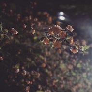 Flowers Manson - Days on End