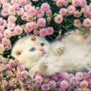 Life's Melody - The Memory of Time
