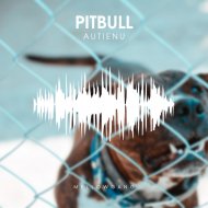 Autienu - Pitbull