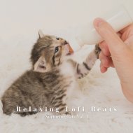 Lofi Radio & Cat Music & Music For Cats - Midnight Vibe