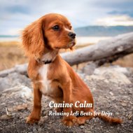 Lofiwaala & Dog Music Collective & Calming for Dogs - A Time of Warmth