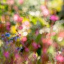zelёnoe nebo - colors of spring ()