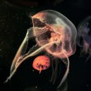 ghostmolly - Travel of Hattifatteners